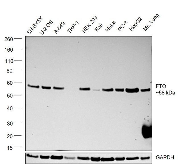 FTO Antibody in Western Blot (WB)