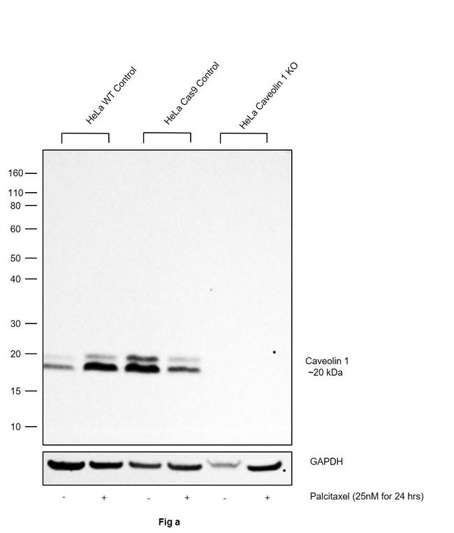 Caveolin 1 Antibody in Western Blot (WB)