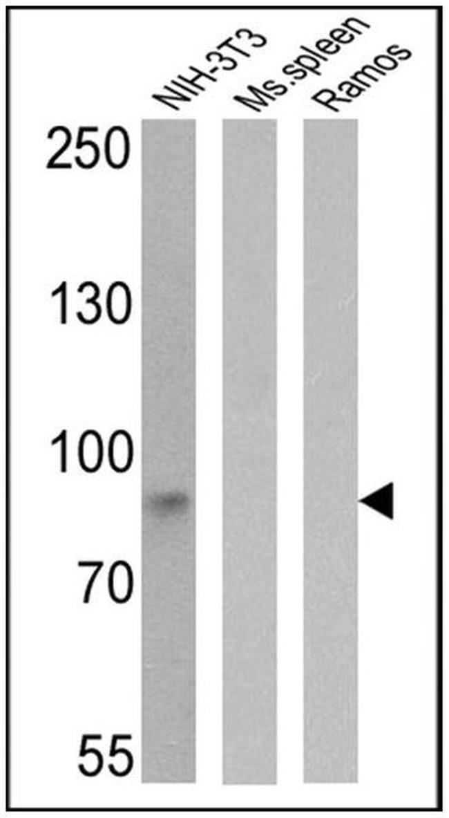 ICAM-1 Antibody in Western Blot (WB)