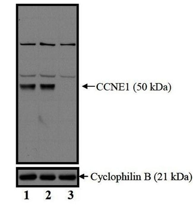 Cyclin E Antibody in Western Blot (WB)