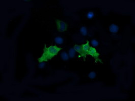 MAP2K1 Antibody in Immunocytochemistry (ICC/IF)