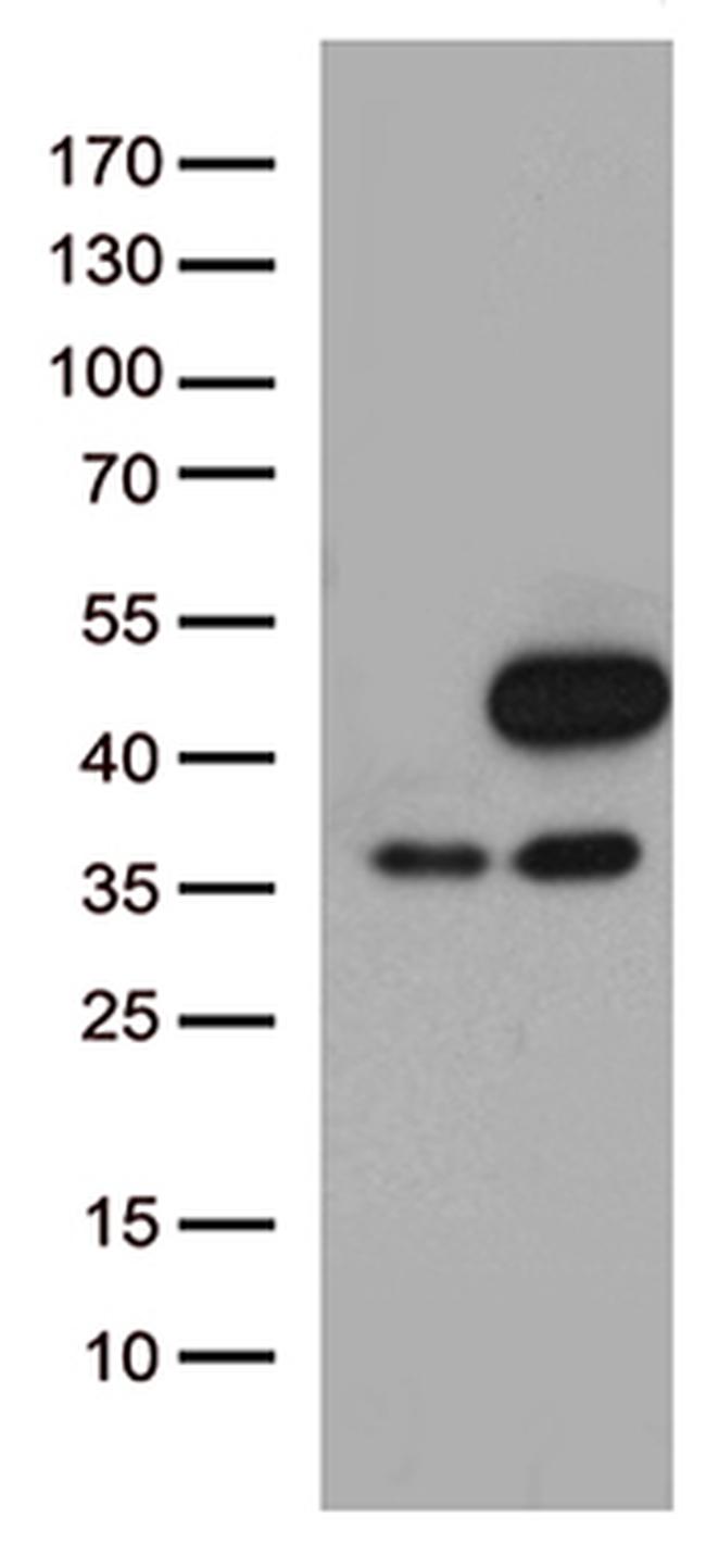 MAPK3 Antibody in Western Blot (WB)