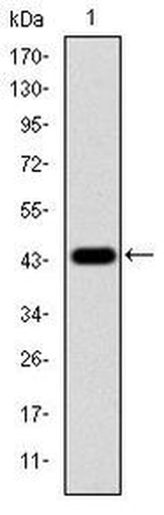 ERK1 Antibody in Western Blot (WB)