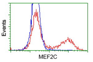 MEF2C Antibody in Flow Cytometry (Flow)