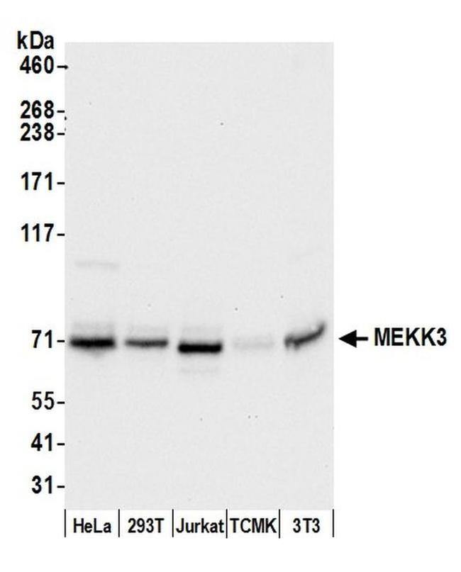 MEKK3 Antibody in Western Blot (WB)