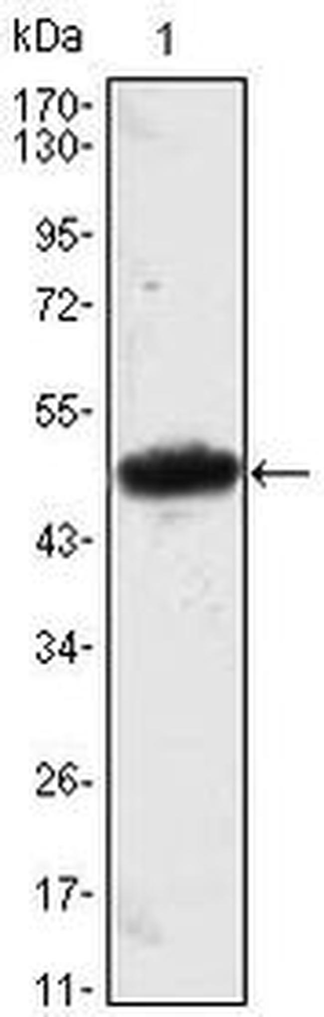 MESP1 Antibody in Western Blot (WB)