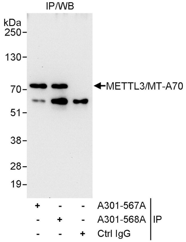METTL3/MT-A70 Antibody in Immunoprecipitation (IP)