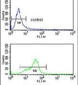 MFAP5 Antibody in Flow Cytometry (Flow)