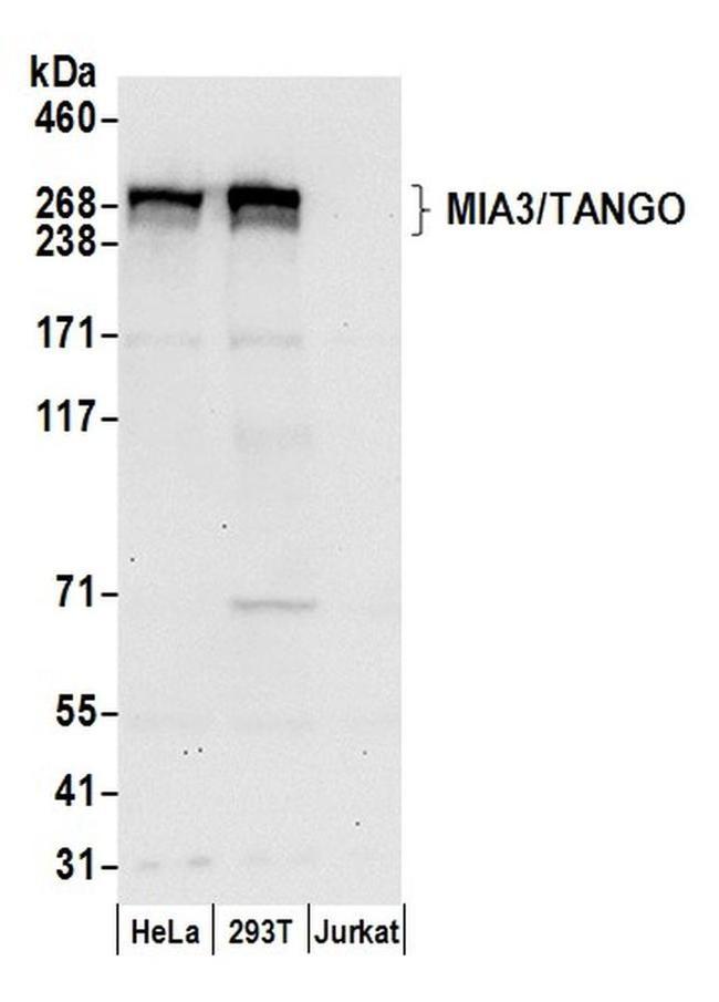 MIA3/TANGO Antibody in Western Blot (WB)