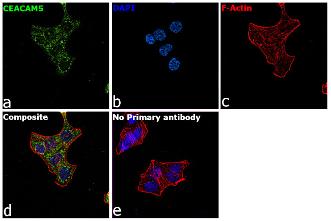 CEA Antibody in Immunocytochemistry (ICC/IF)
