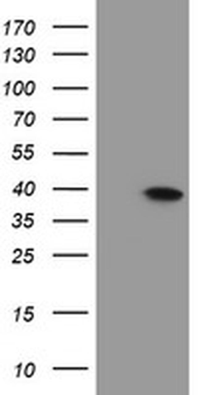 MLF1 Antibody in Western Blot (WB)