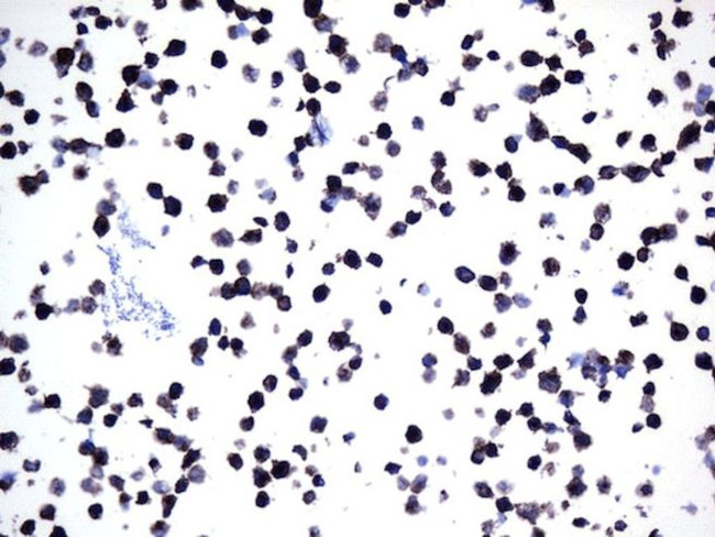 MME Antibody in Immunocytochemistry (ICC/IF)