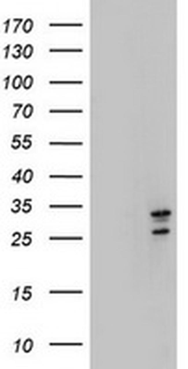 MORF4 Antibody in Western Blot (WB)