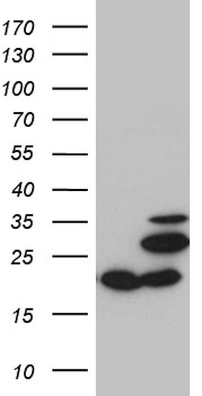 MRPL48 Antibody in Western Blot (WB)