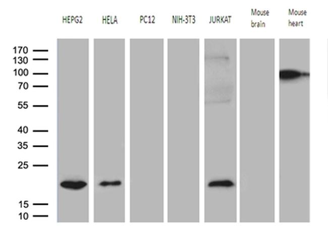 MRPL48 Antibody in Western Blot (WB)