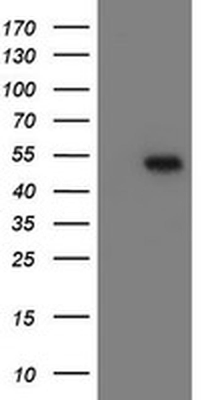 MRPS27 Antibody in Western Blot (WB)