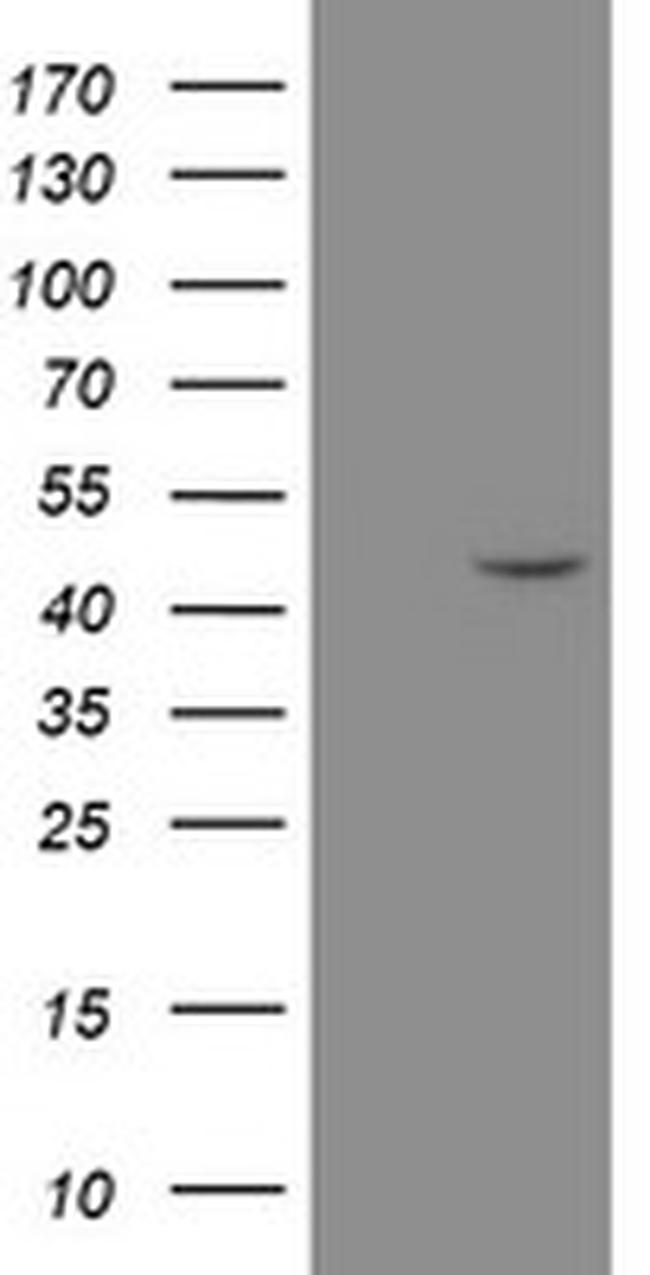 MRPS27 Antibody in Western Blot (WB)
