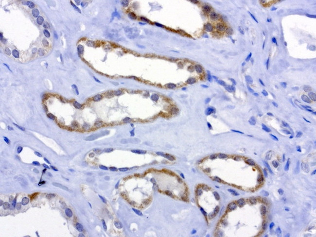 MRPS34 Antibody in Immunohistochemistry (Paraffin) (IHC (P))