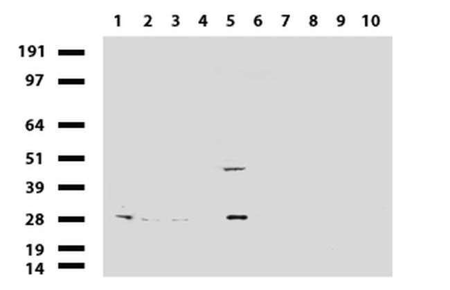 MRPS34 Antibody in Western Blot (WB)