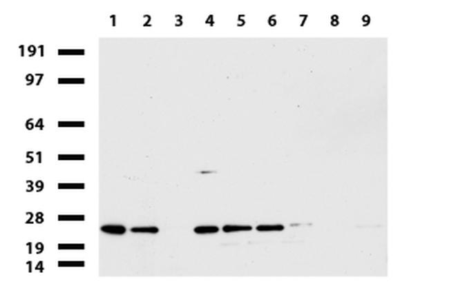 MRPS34 Antibody in Western Blot (WB)
