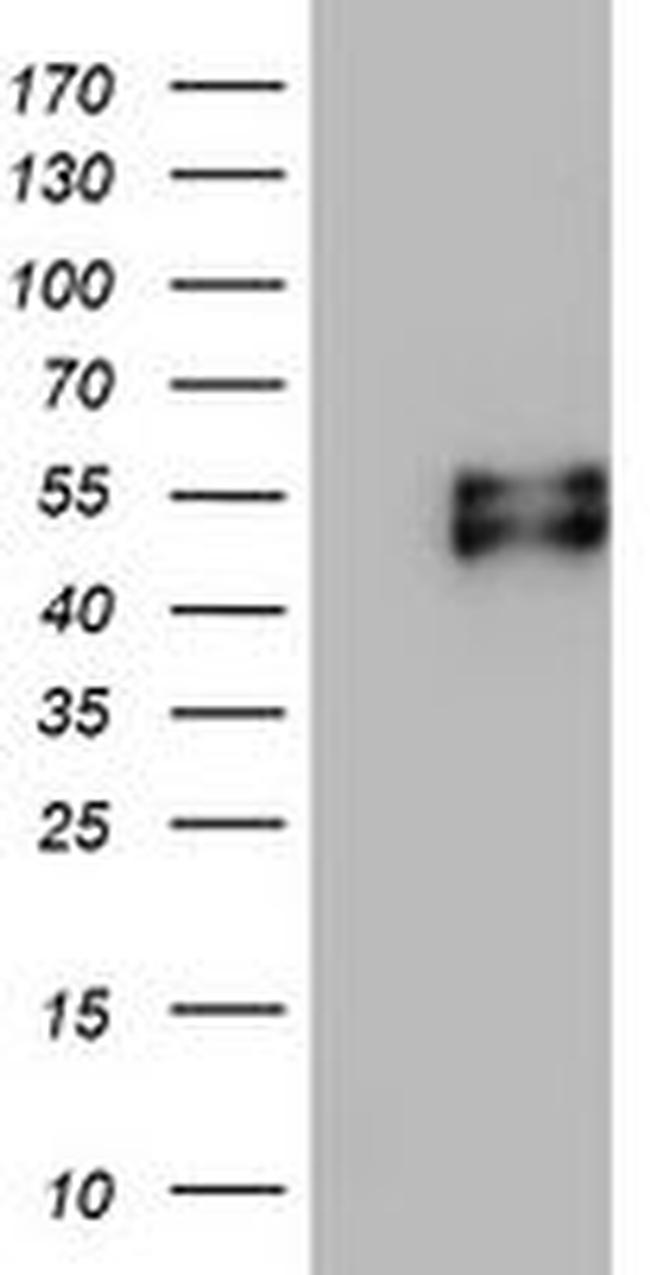 MSR1 Antibody in Western Blot (WB)