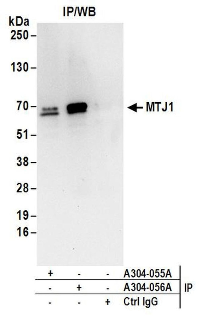 MTJ1 Antibody in Immunoprecipitation (IP)
