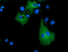 MTMR14 Antibody in Immunocytochemistry (ICC/IF)