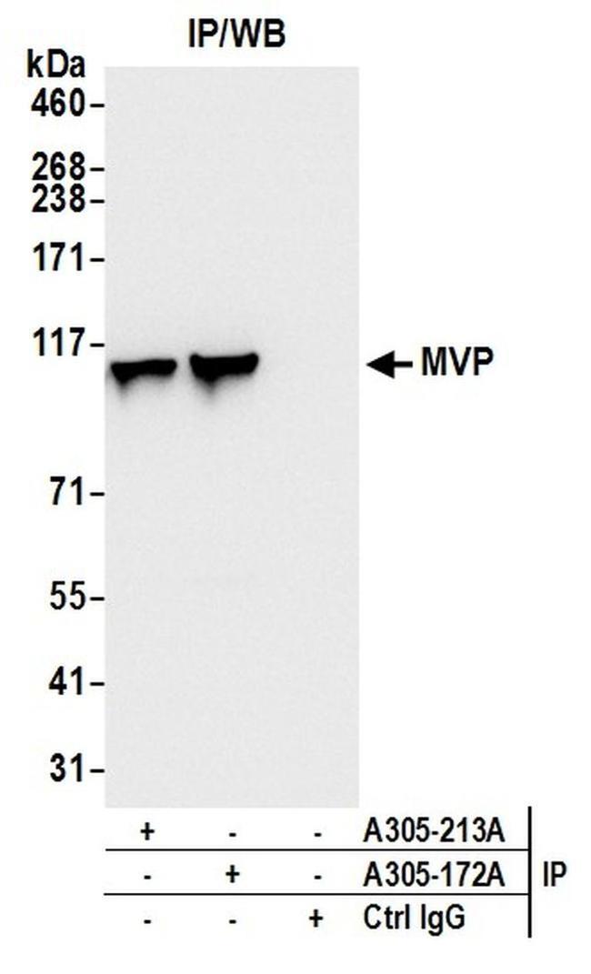 MVP/Major Vault Protein Antibody in Western Blot (WB)