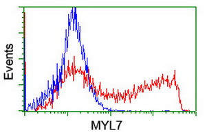 MYL7 Antibody in Flow Cytometry (Flow)