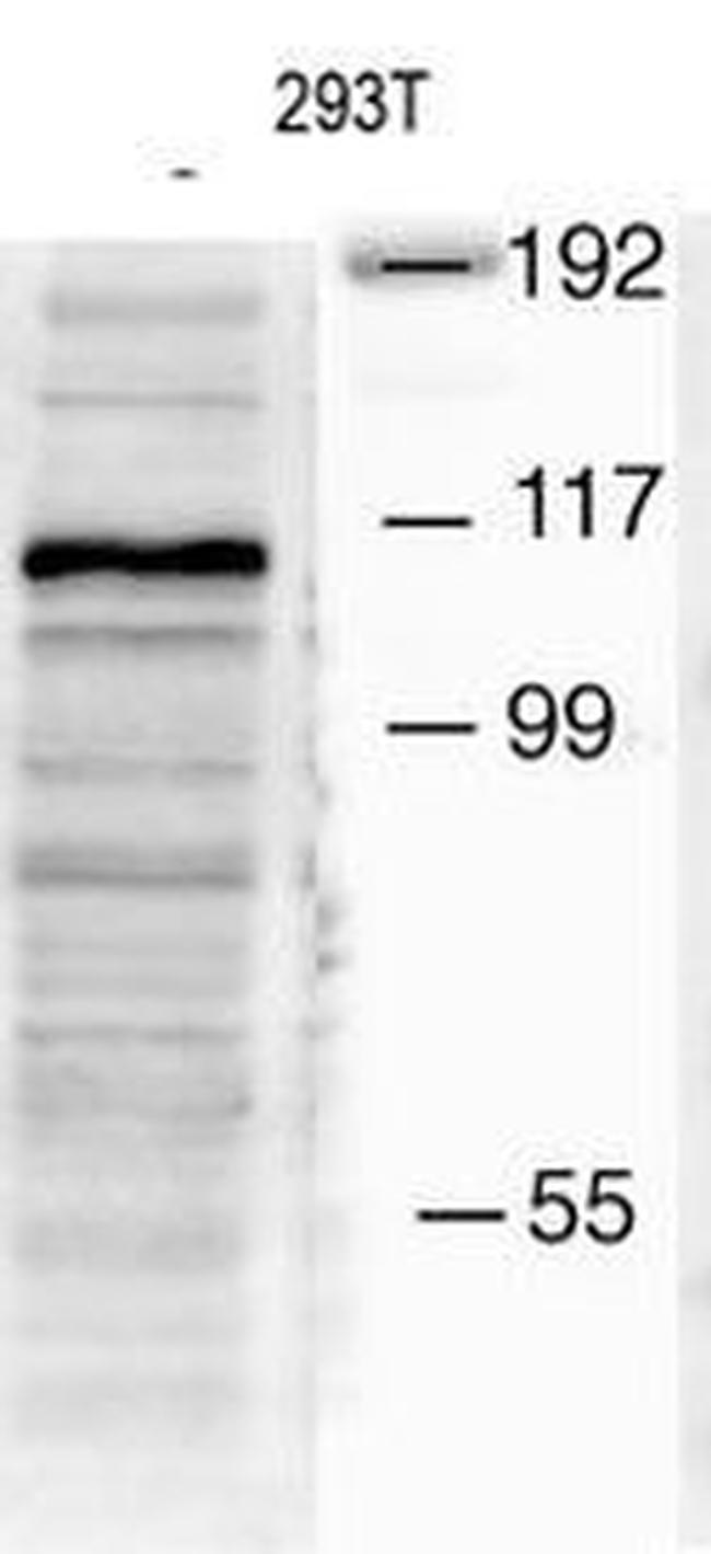 MIB1 Antibody in Western Blot (WB)