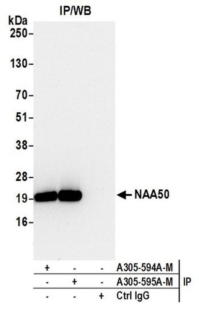 NAA50 Antibody in Western Blot (WB)