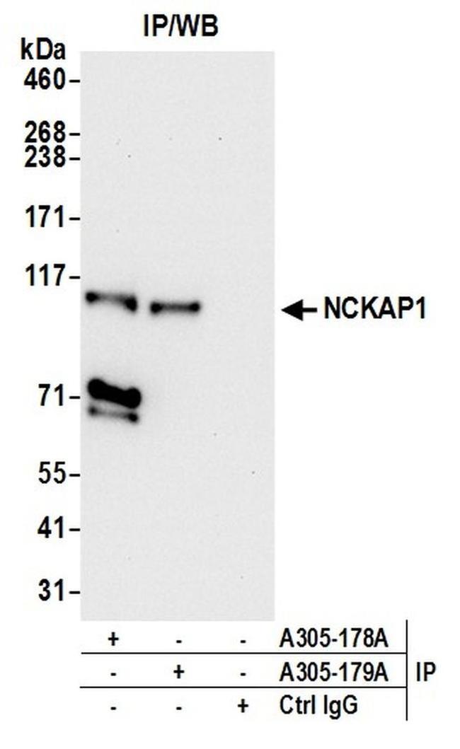 NCKAP1/NAP125 Antibody in Western Blot (WB)