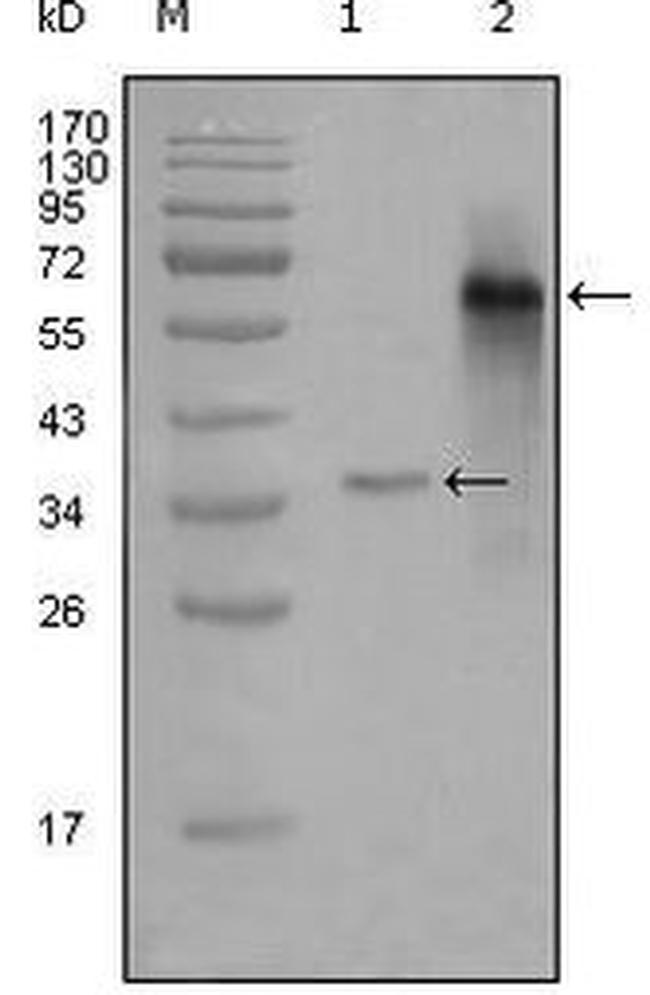 SRC3 Antibody in Western Blot (WB)