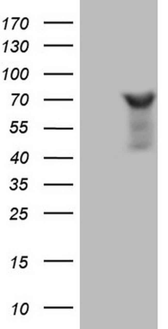NCOA4 Antibody in Western Blot (WB)