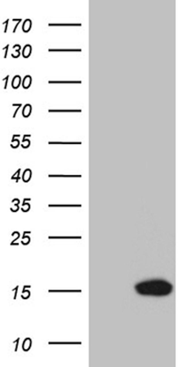 NDUFA4L2 Antibody in Western Blot (WB)