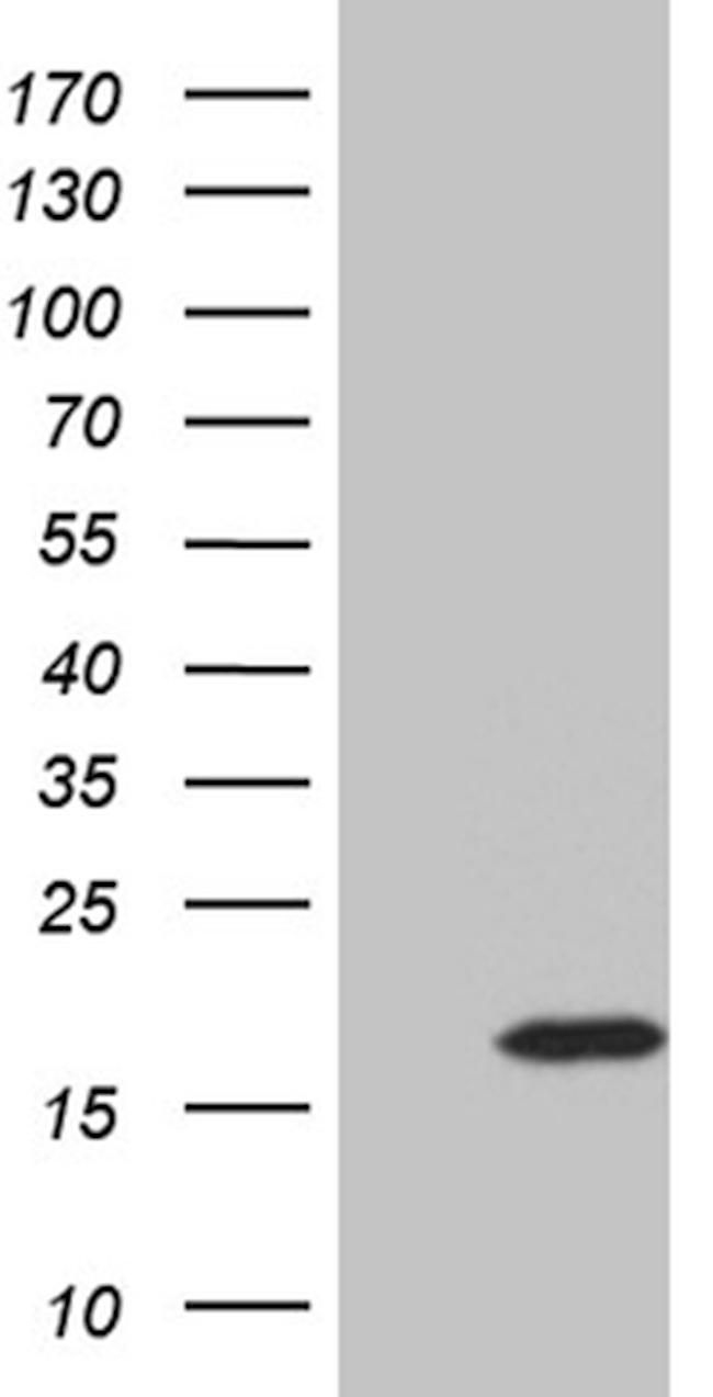 NDUFB3 Antibody in Western Blot (WB)