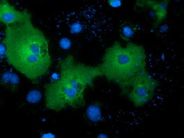 NEK11 Antibody in Immunocytochemistry (ICC/IF)
