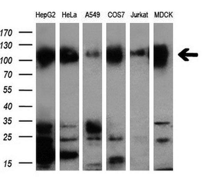 NEK9 Antibody in Western Blot (WB)