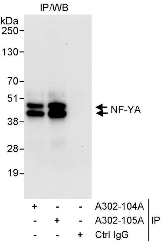 NF-YA Antibody in Immunoprecipitation (IP)