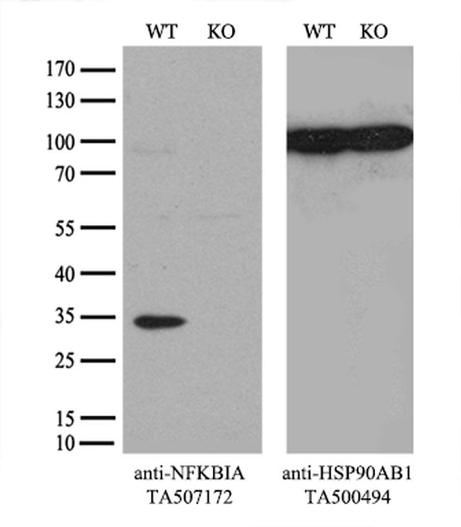 NFKBIA Antibody in Western Blot (WB)