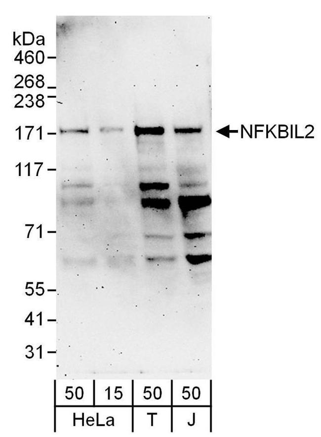 NFKBIL2 Antibody in Western Blot (WB)