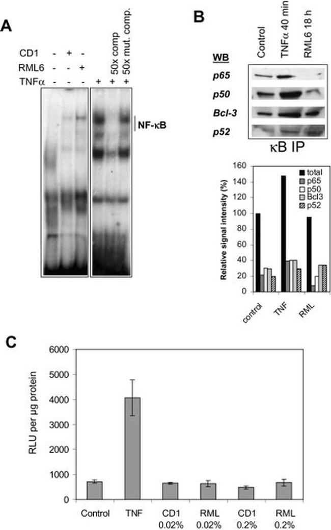 NFkB p65 Antibody in Western Blot, Gel Shift (WB, GS)