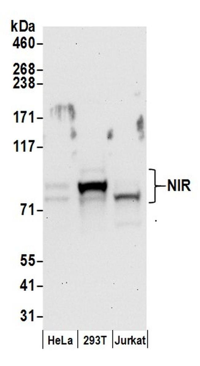 NIR Antibody in Western Blot (WB)