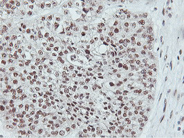 NLN Antibody in Immunohistochemistry (Paraffin) (IHC (P))