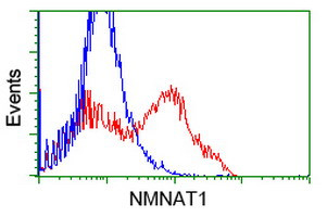 NMNAT1 Antibody in Flow Cytometry (Flow)