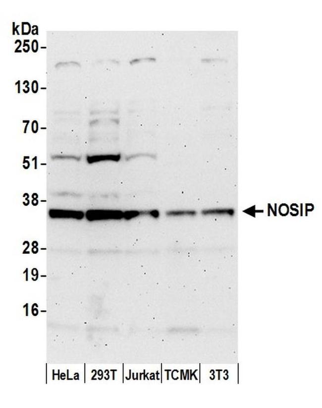 NOSIP Antibody in Western Blot (WB)