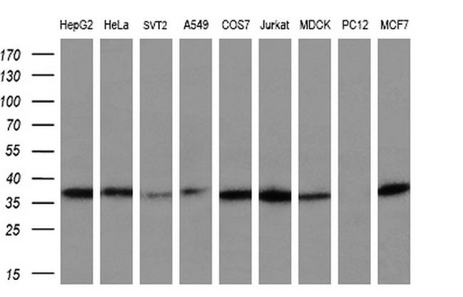 NR0B2 Antibody in Western Blot (WB)
