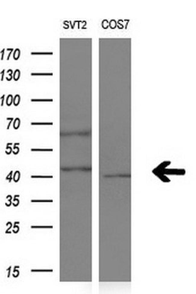 NR1I3 Antibody in Western Blot (WB)