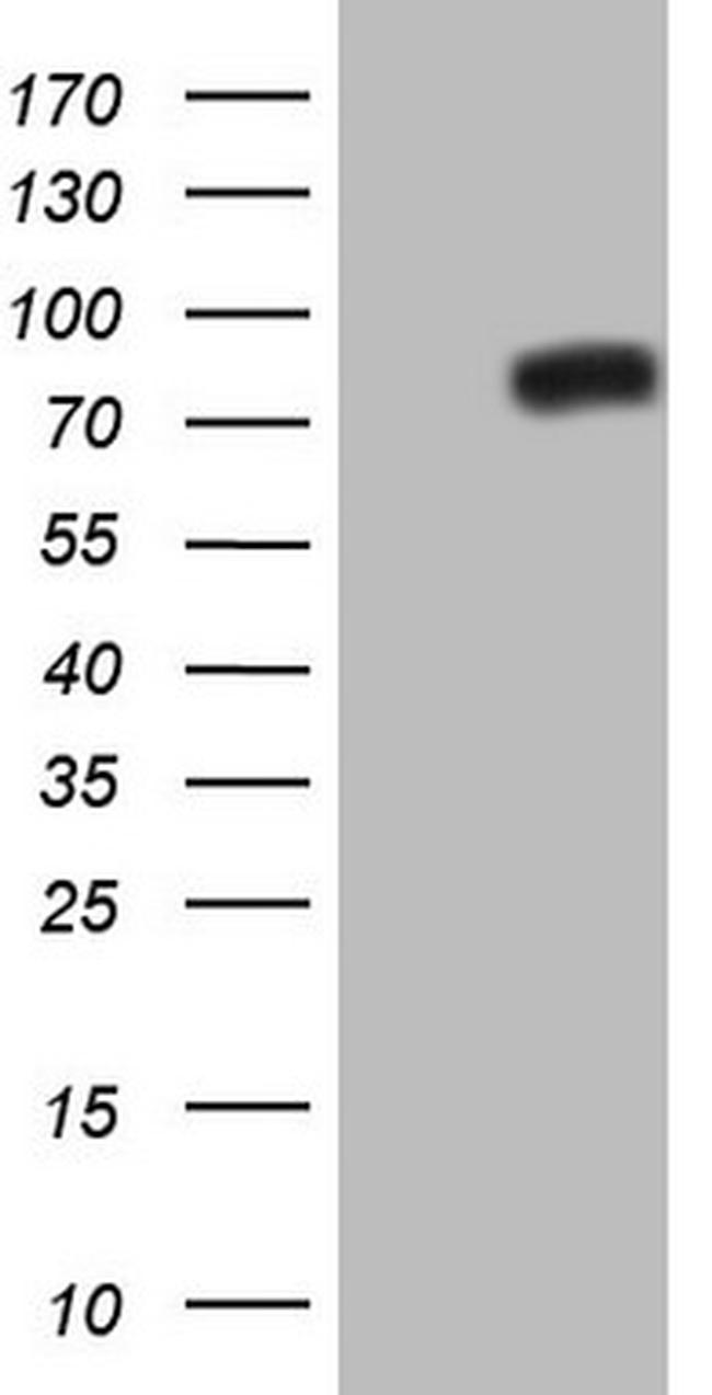 NR4A3 Antibody in Western Blot (WB)