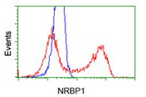 NRBP1 Antibody in Flow Cytometry (Flow)